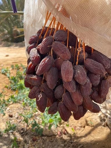 تصویر 2 از خرما پیارم اهواز دستچین شده با ظاهر کشیده و مجلسی